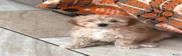 Cavapoo dogs for sale: Girls and boys available  - Advert 8