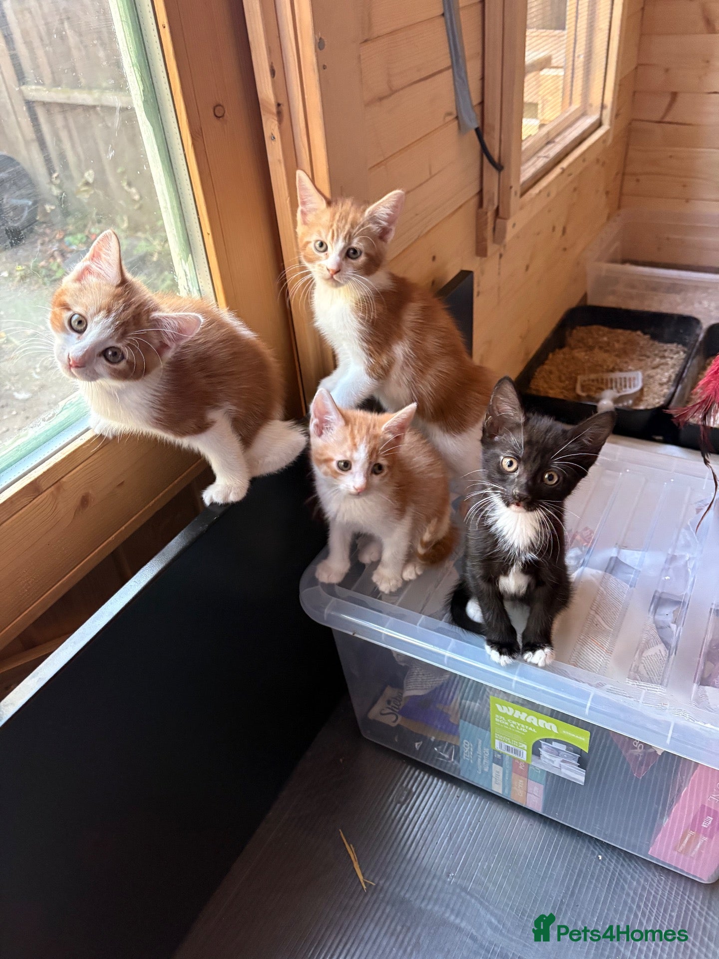 Mixed Breed cats Cat & Kittens Adoption ☺️ - Advert 5