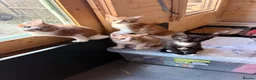 Mixed Breed cats for sale: Cat & Kittens Adoption ☺️ - Advert 1