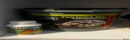 Hermann Tortoise reptiles for sale: Russian Harefield Tortoise + Vivarium Set Up - Advert 3