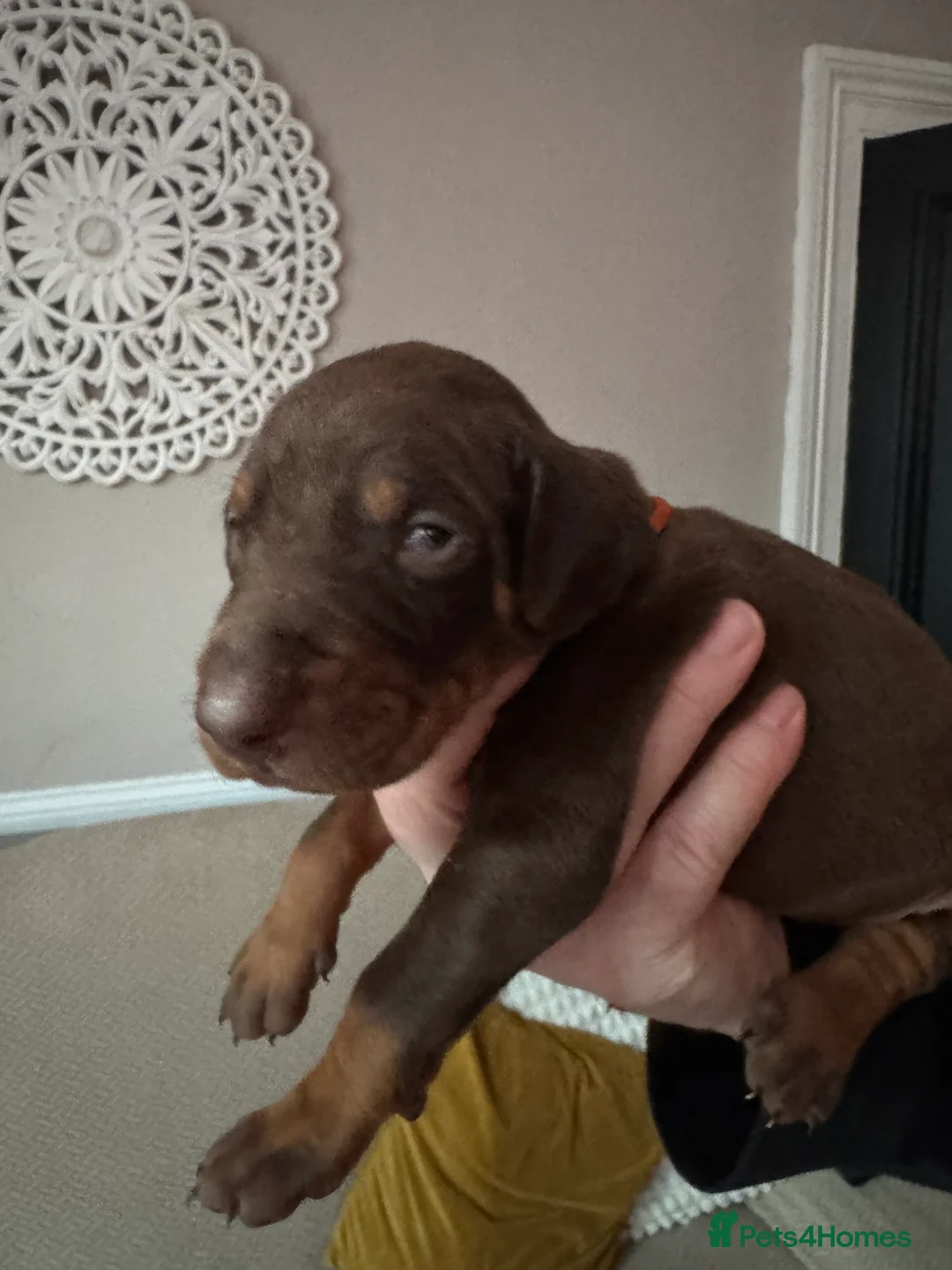 Dobermann dogs for sale: Beautiful Doberman puppies  - Advert 15