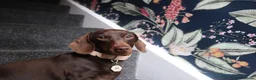 Miniature Dachshund dogs for sale: Miniature Dachshund pups❤️ - Advert 18