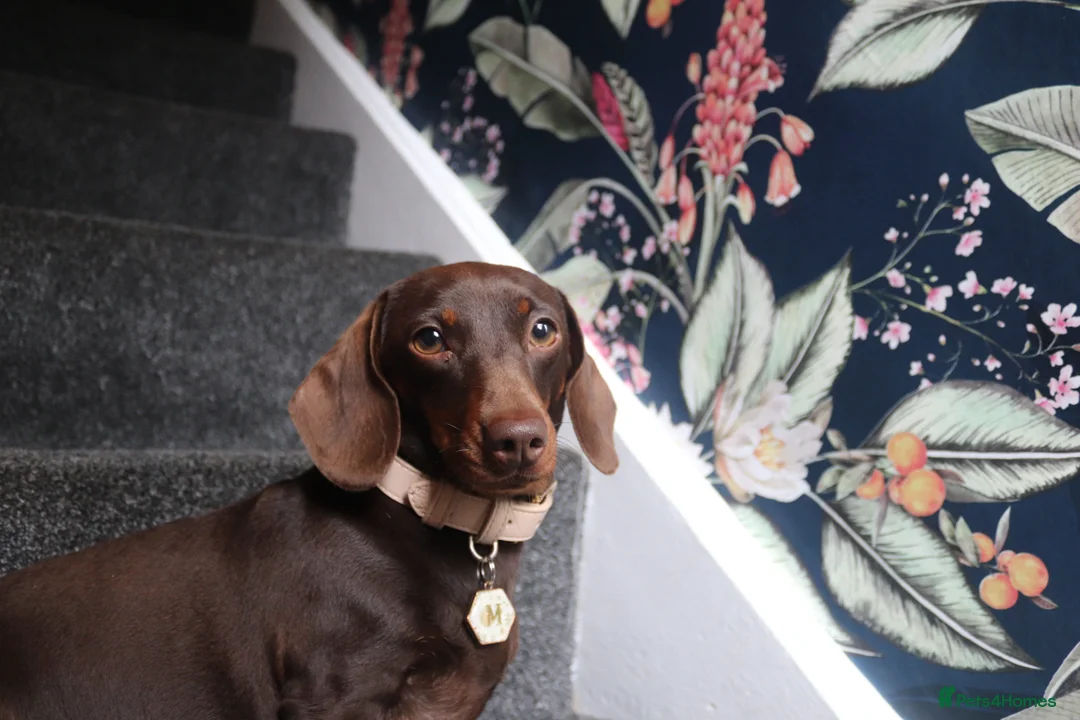 Miniature Dachshund dogs for sale: Miniature Dachshund pups❤️ - Advert 18