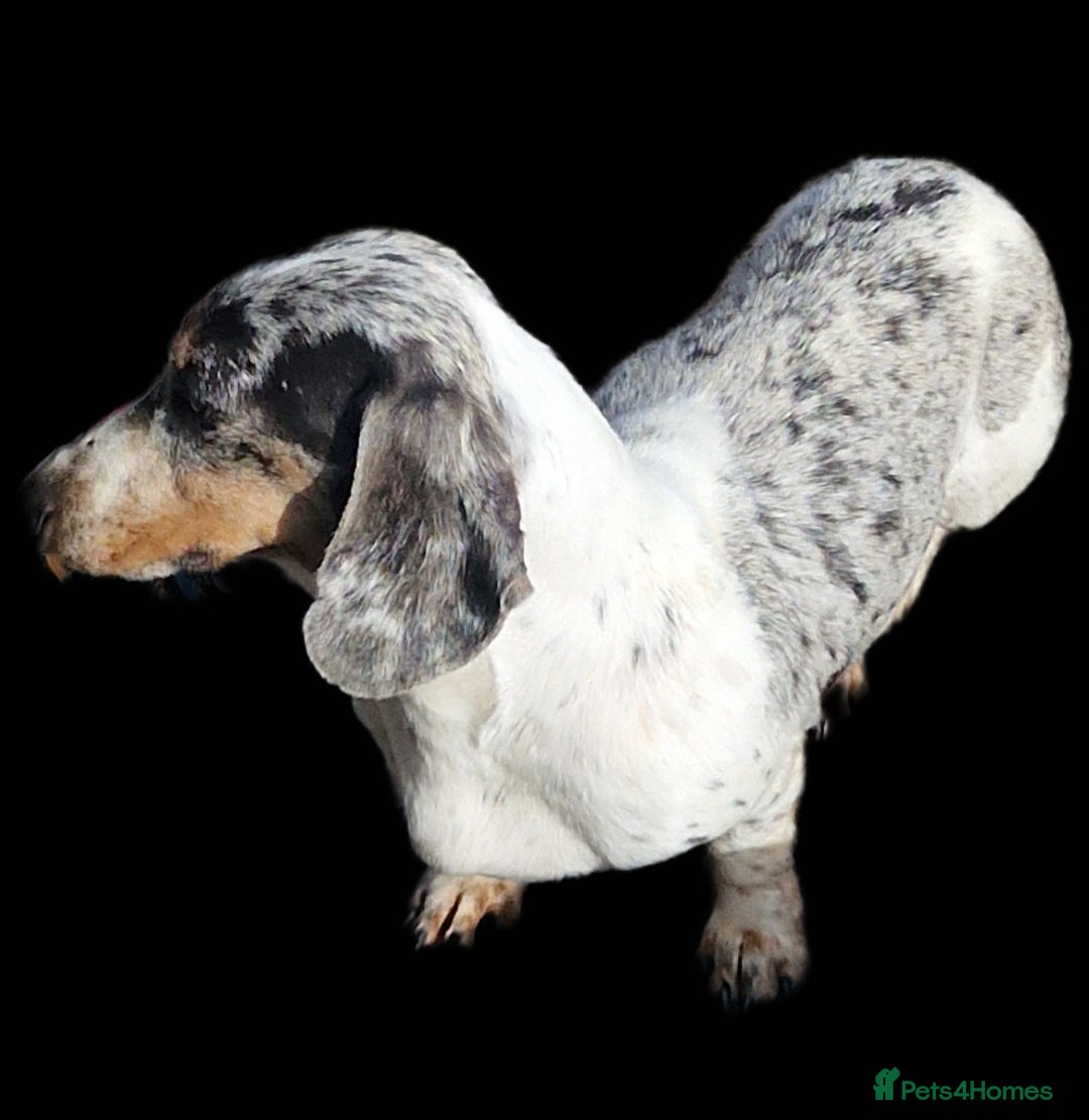 Miniature Dachshund dogs for stud: PRA CLEAR BLUE PIED DAPPLE MINIATURE DACHSHUND - Advert 1