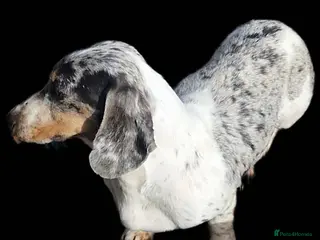Miniature Dachshund dogs PRA CLEAR BLUE PIED DAPPLE MINIATURE DACHSHUND - Advert 18