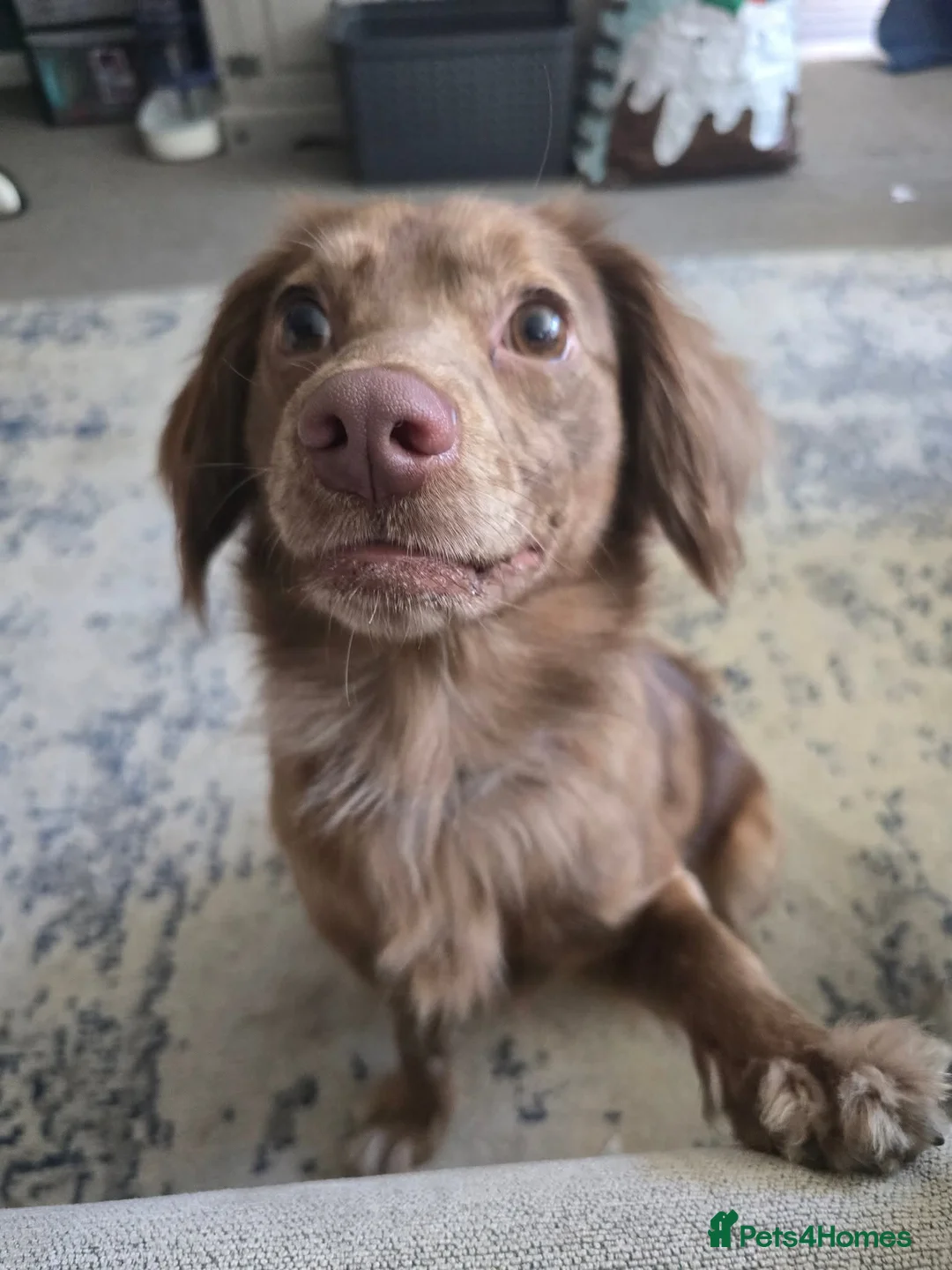 Mixed Breed dogs for sale: Spaniel X Pom  - Advert 2