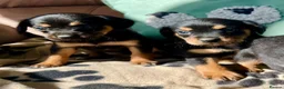 Mixed Breed dogs for sale: Cavalier x kelpie - Advert 8