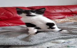 Mixed Breed cats for sale: Playful kitten looking for home - Image 6