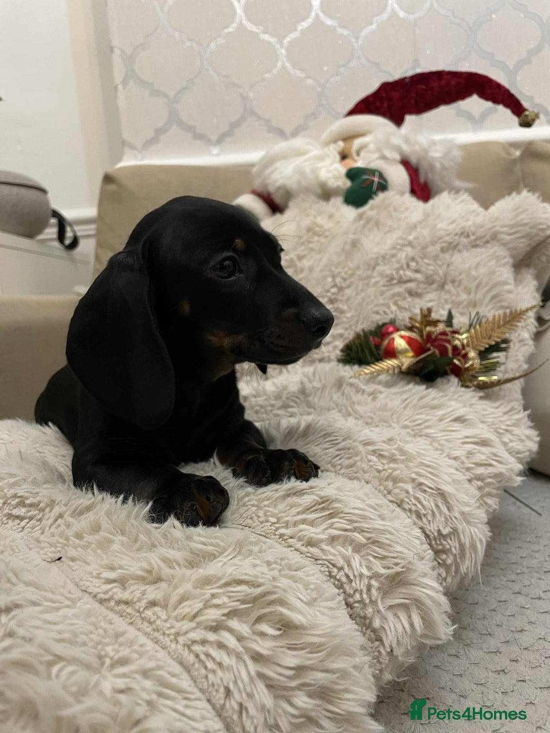 Miniature Dachshund dogs for sale: Stunning miniature dachshund  - Advert 2