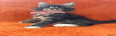 Pink Collar girl