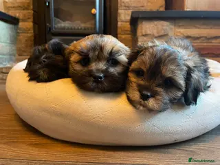 Lhasapoo dogs Lhasapoo puppies 🧸Ready now!! - Advert 7