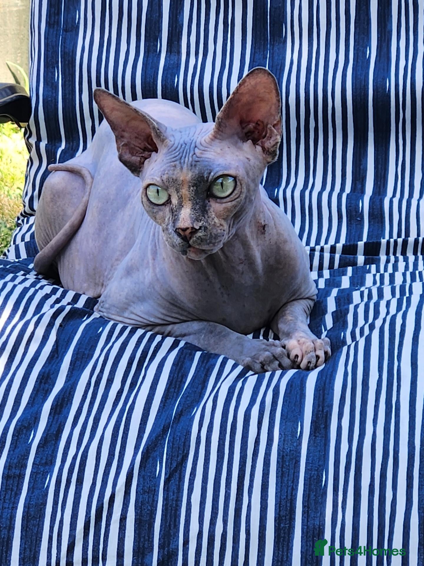 Sphynx cats Have 3 beautiful Canadian Sphynx - Advert 1