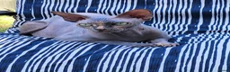 Sphynx cats for sale: Have 3 beautiful Canadian Sphynx - Advert 1
