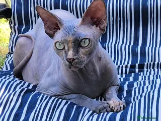 Sphynx cats Have 3 beautiful Canadian Sphynx - Advert 1