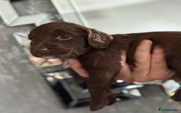 Cockapoo dogs for sale: Cockapoo puppies  - Image 16