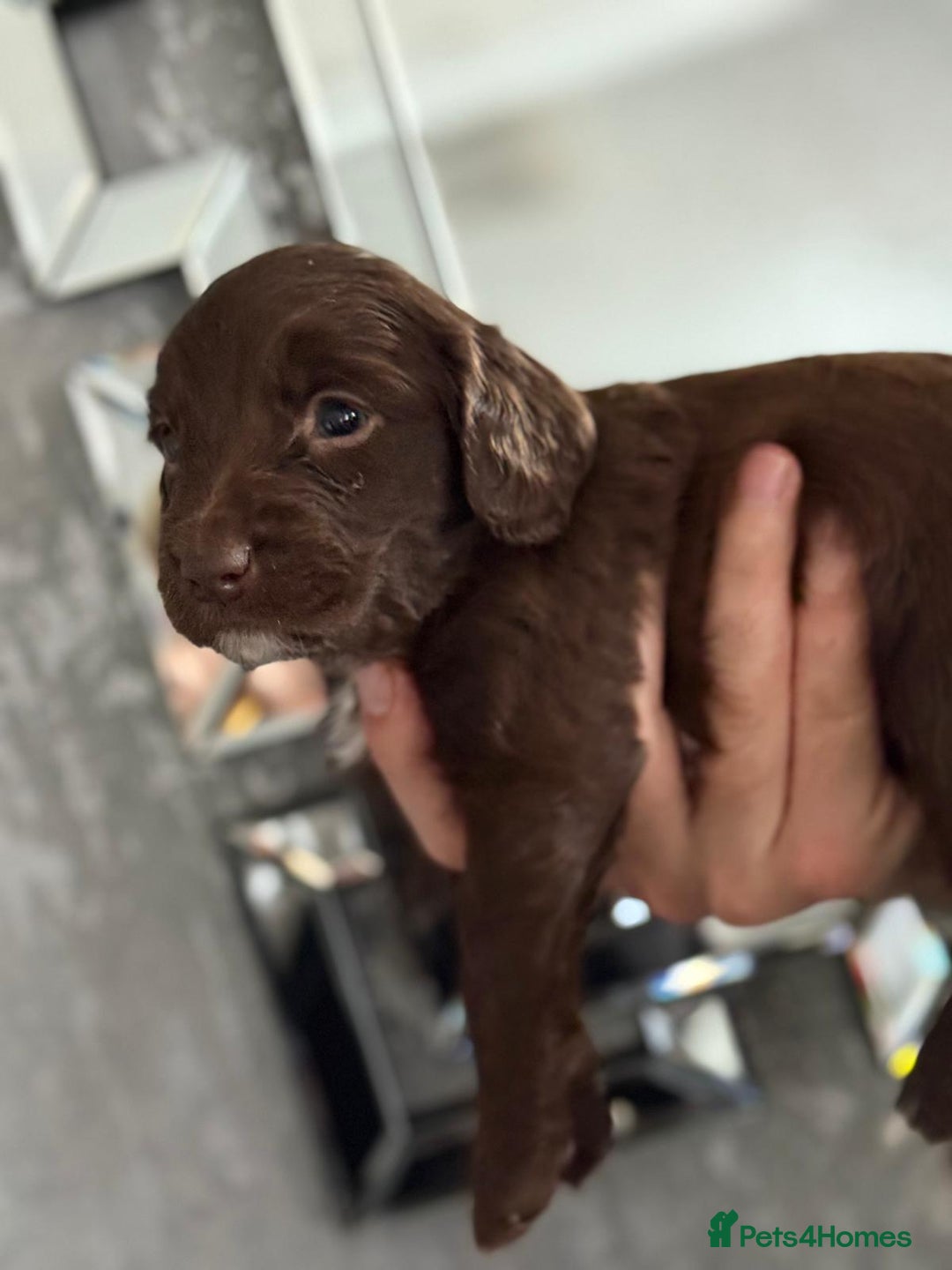 Cockapoo dogs for sale: Cockapoo puppies  - Image 16