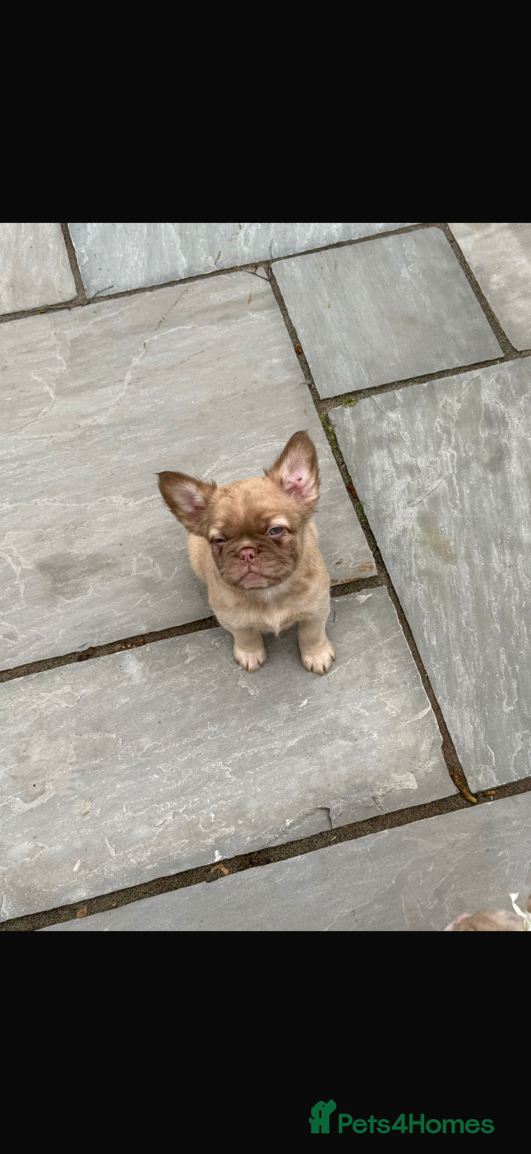 French Bulldog dogs for sale: Fluffy frenchbulldog  - Advert 3