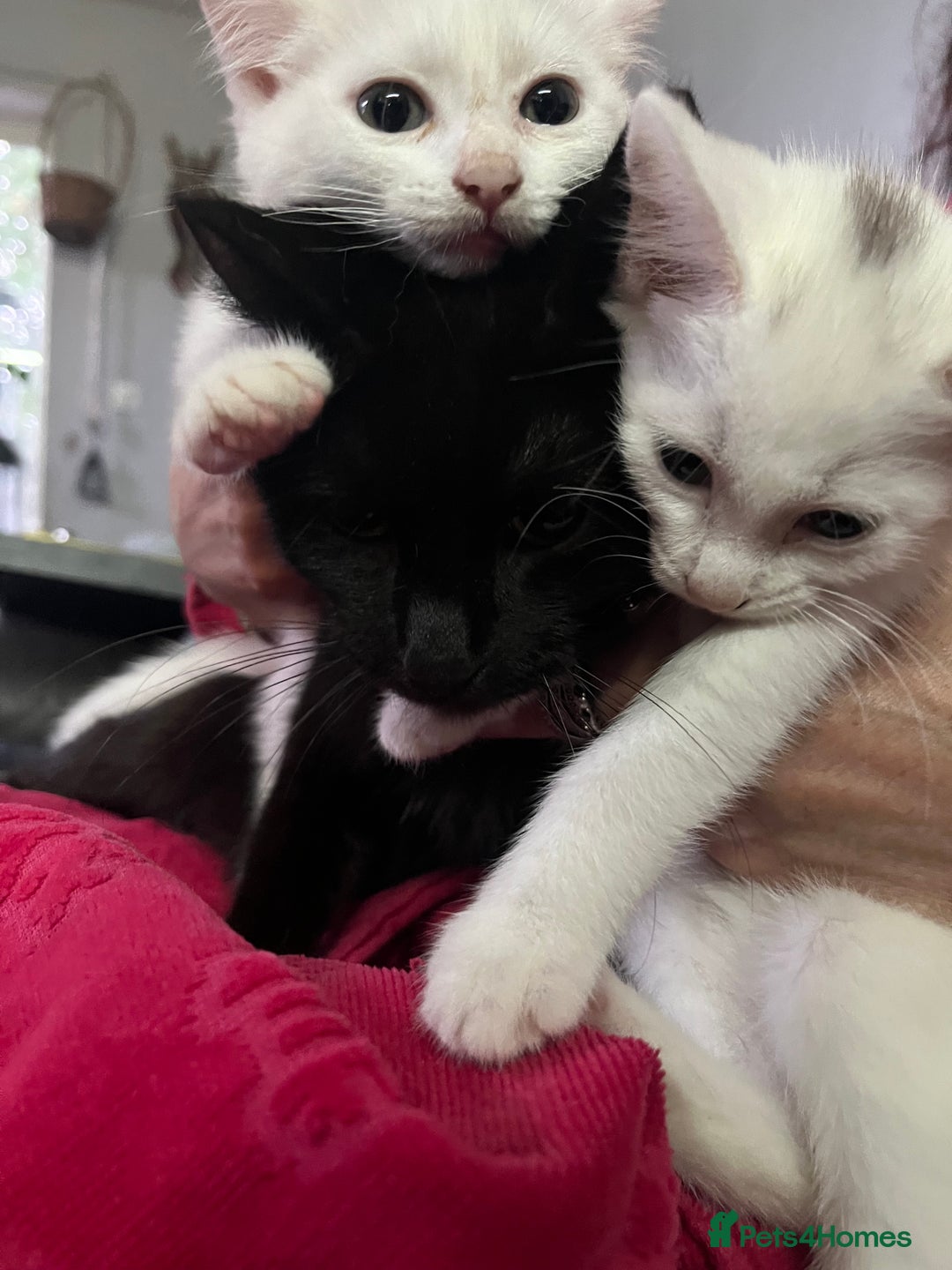 Domestic Shorthair cats for sale: Luna and Lily - Image 2