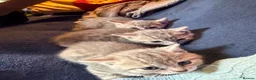 Bengal cats for sale: Blue Bengal cross Blue British Short Hair Kittens - Advert 5