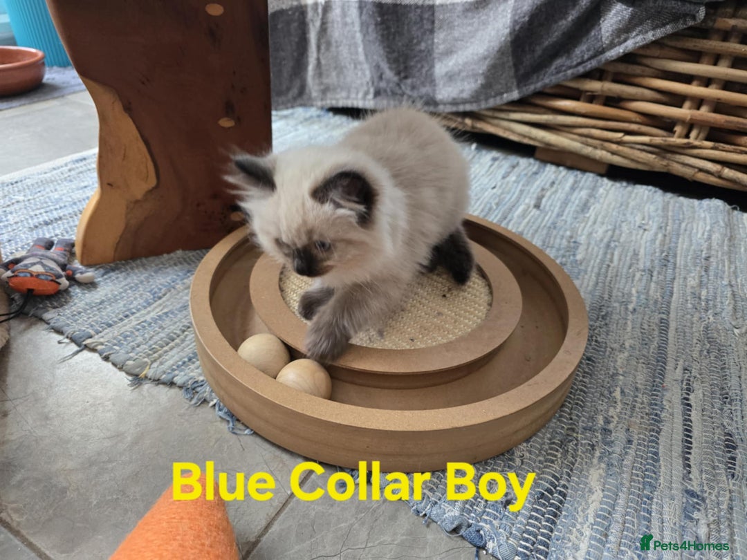 Ragdoll cats for sale: Beautiful fluffy Ragdolls / 2 boys left - Image 7