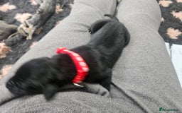 Great Dane dogs for sale: Great dane puppies  - Image 11