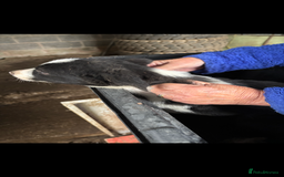 Smooth Collie dogs for sale: Collie pups for sale  - Advert 3