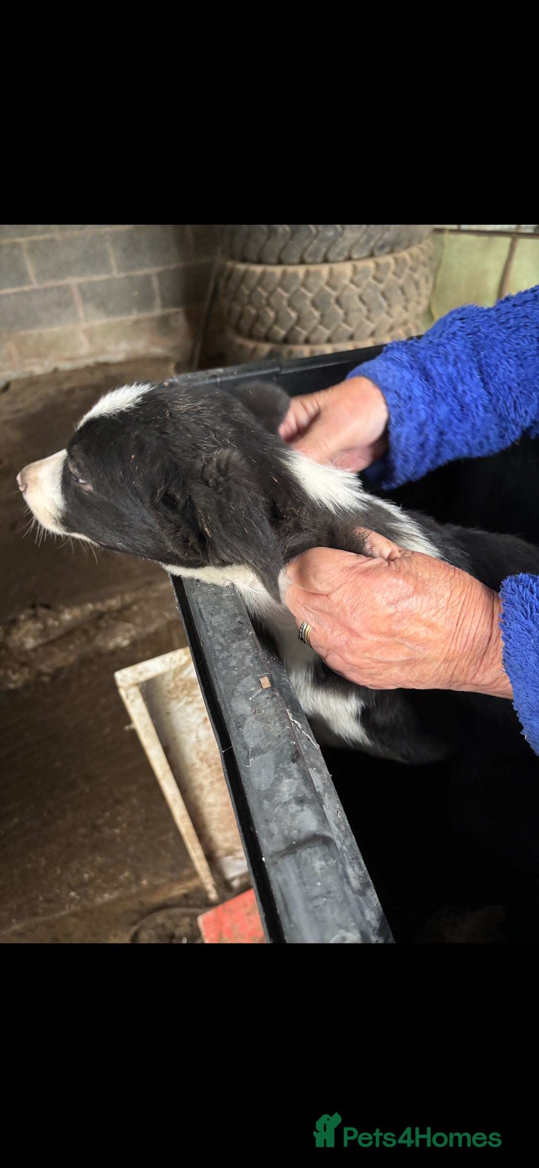 Smooth Collie dogs for sale: Collie pups for sale  - Advert 3