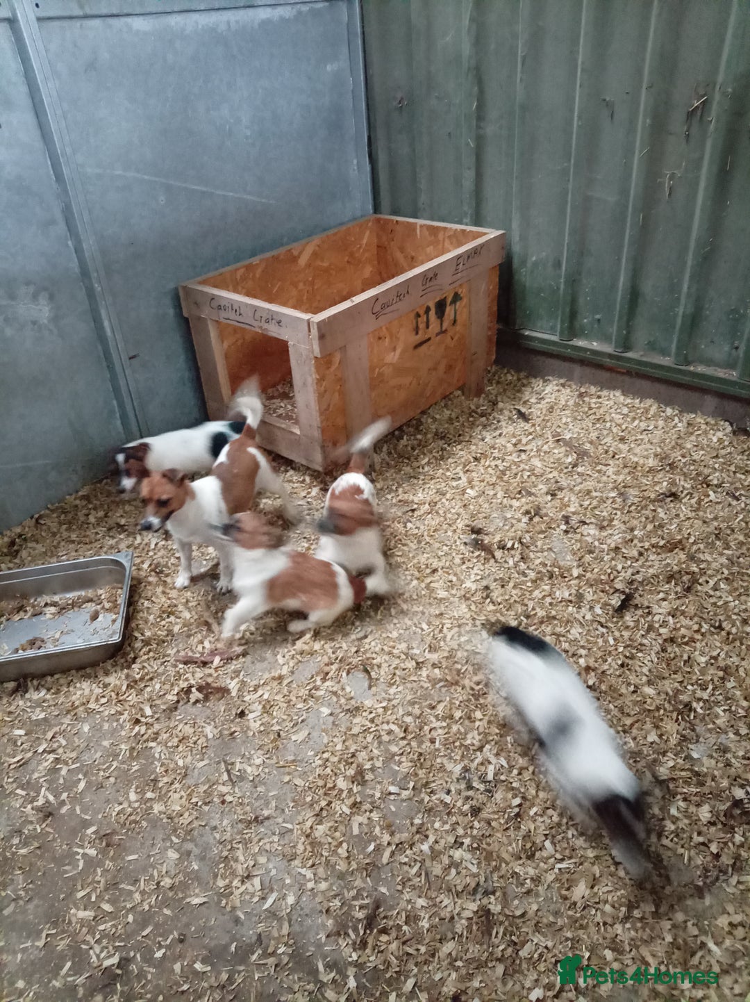 Jack Russell dogs for sale: Jack Russell Puppies - Advert 3