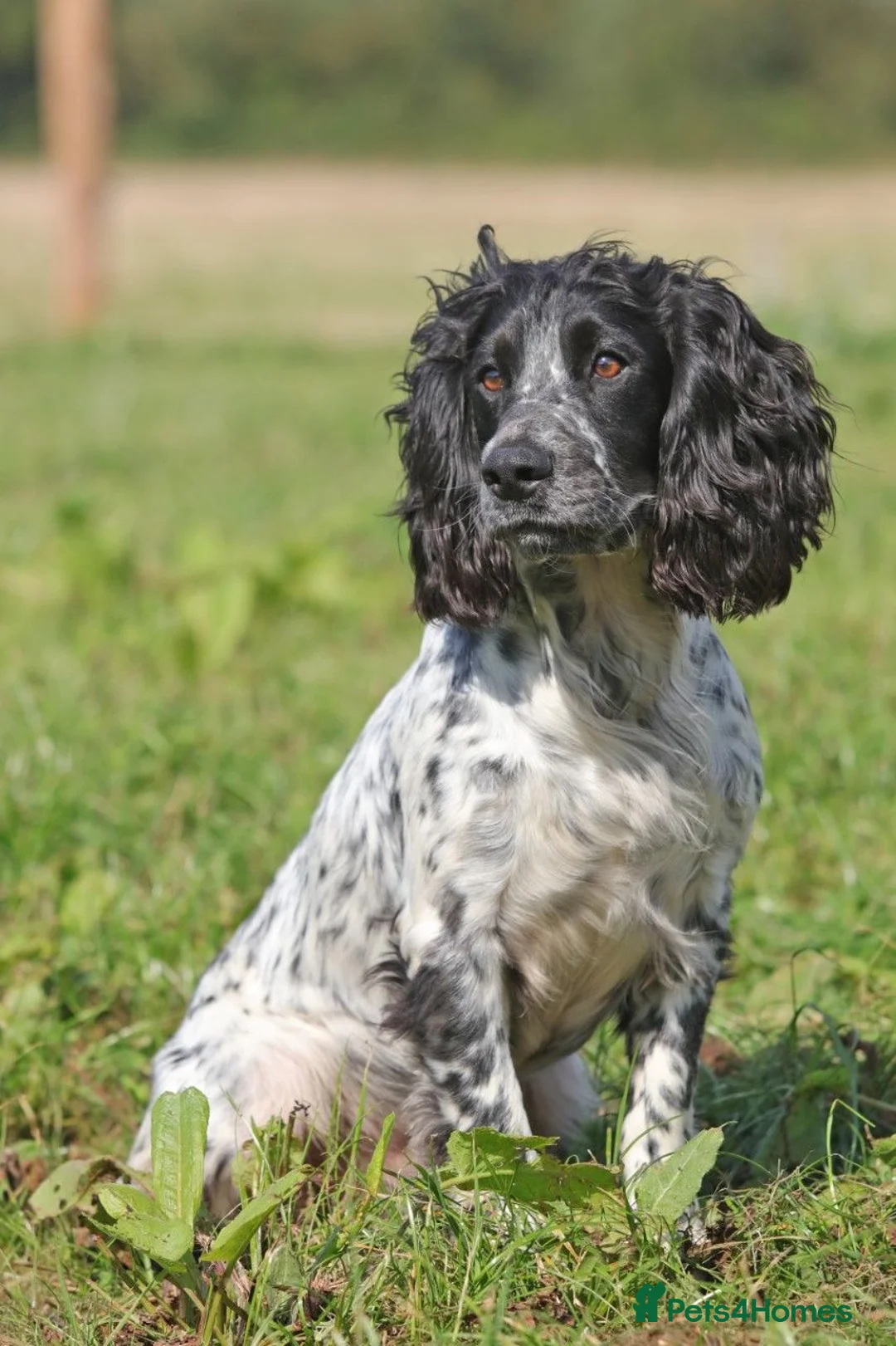 Cocker Spaniel dogs for stud: Fully DNA Health tested, Hip scored Cocker stud in Alton - Advert 2