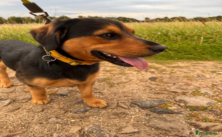Mixed Breed dogs - Advert 10