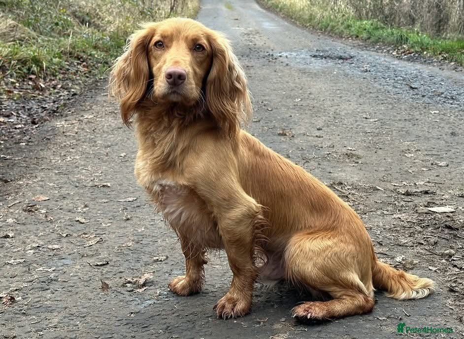 Cocker Spaniel dogs Golden Fully Health Tested Cocker Spaniel Stud in Penicuik - Advert 7