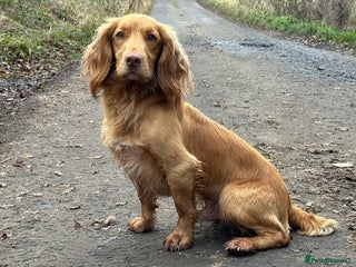 Cocker Spaniel dogs in Penicuik - Advert 15