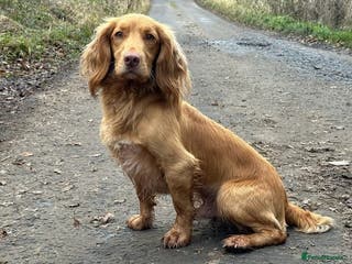 Cocker Spaniel dogs Golden Fully Health Tested Cocker Spaniel Stud in Penicuik - Advert 9