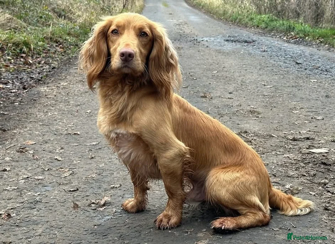 Cocker Spaniel dogs for stud: Golden Fully Health Tested Cocker Spaniel Stud - Advert 1