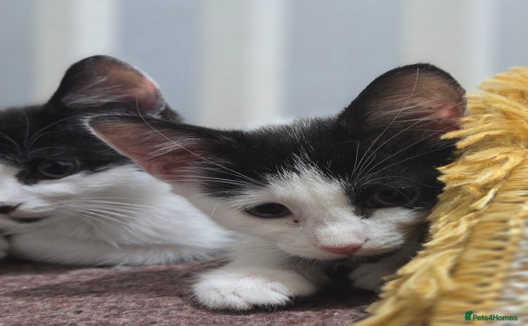 Mixed Breed cats - Advert 1