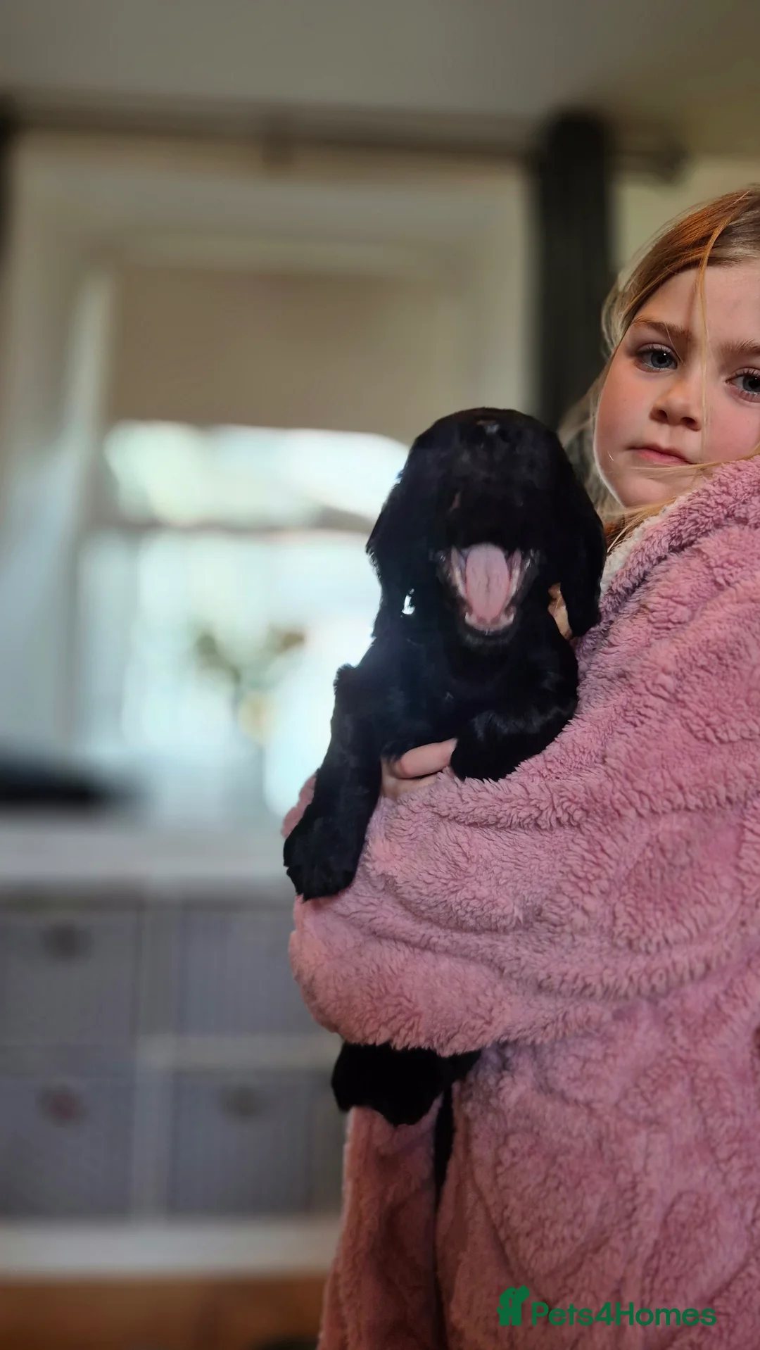 Cocker Spaniel dogs for sale: Mr Paul Bell - Advert 5