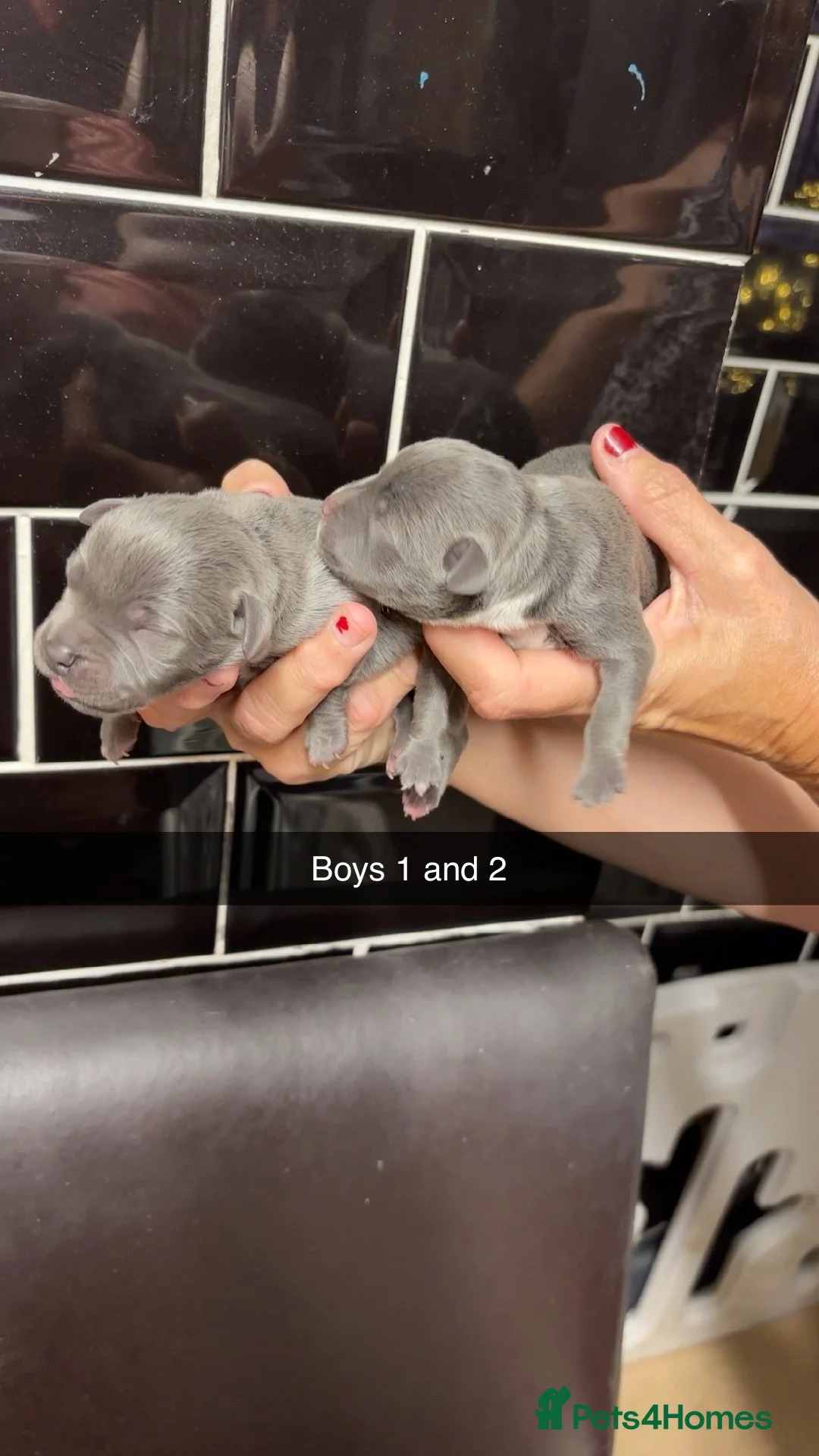 Staffordshire Bull Terrier dogs for sale: 10 Gorgeous blue staffy puppies  - Advert 2