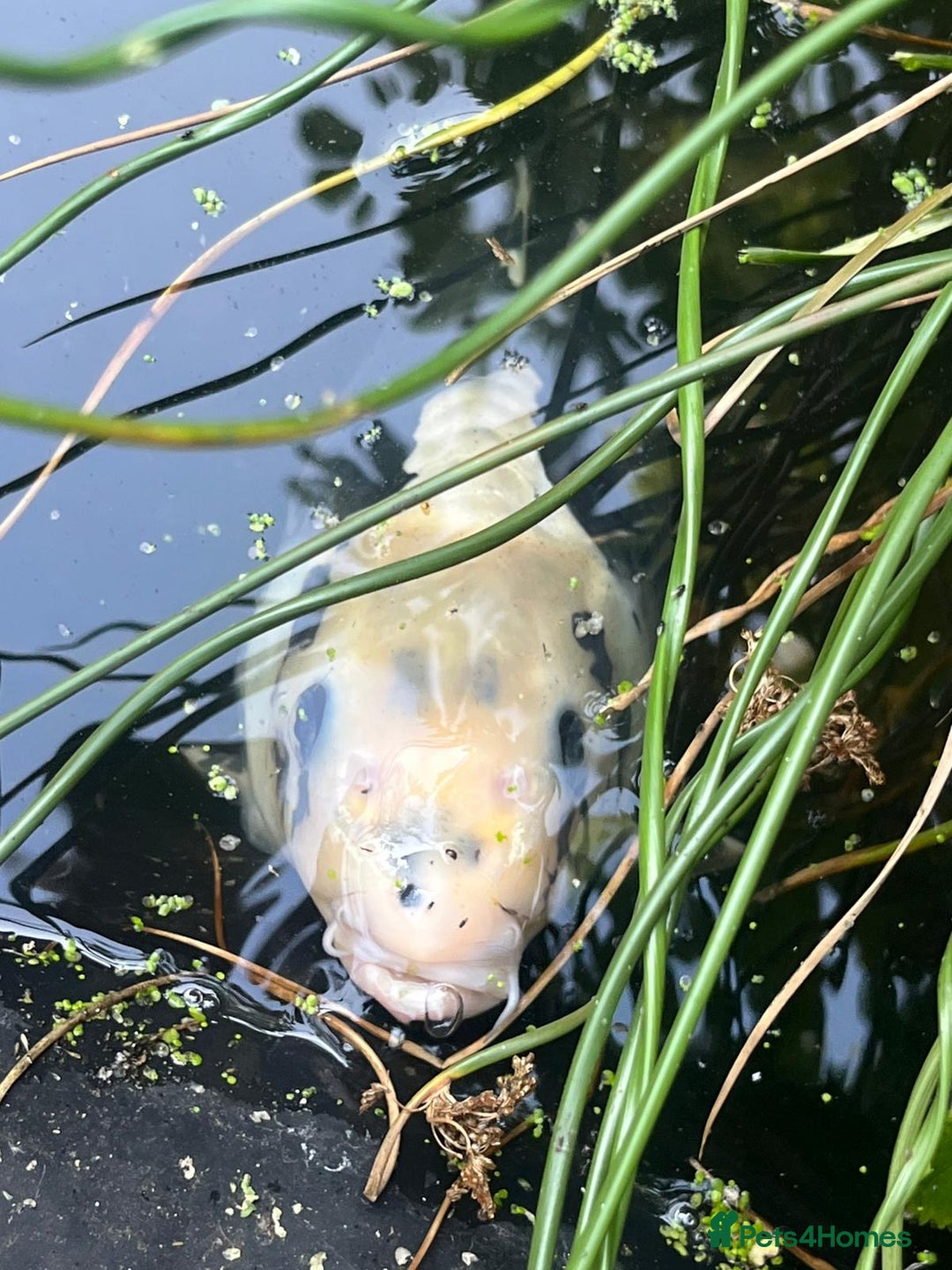 Koi Carp fish for sale: 3 Koi fish for sale - Image 26