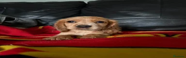 Cocker Spaniel 5