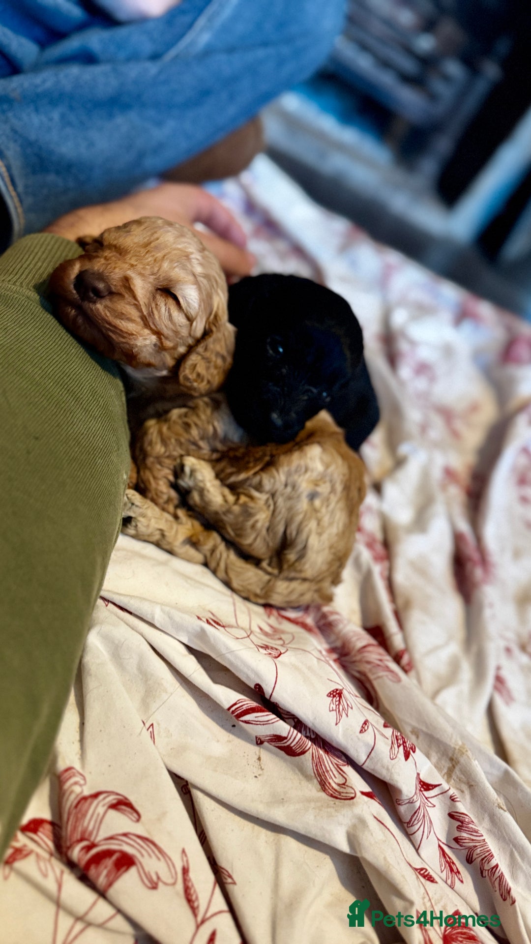Cockapoo dogs for sale: Gorgeous chunky cockapoo puppies - Advert 4