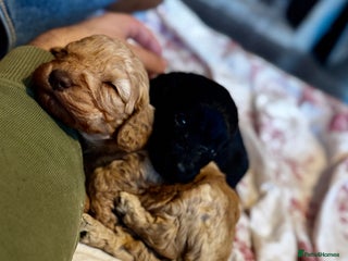 Cockapoo dogs Gorgeous chunky cockapoo puppies - Advert 2