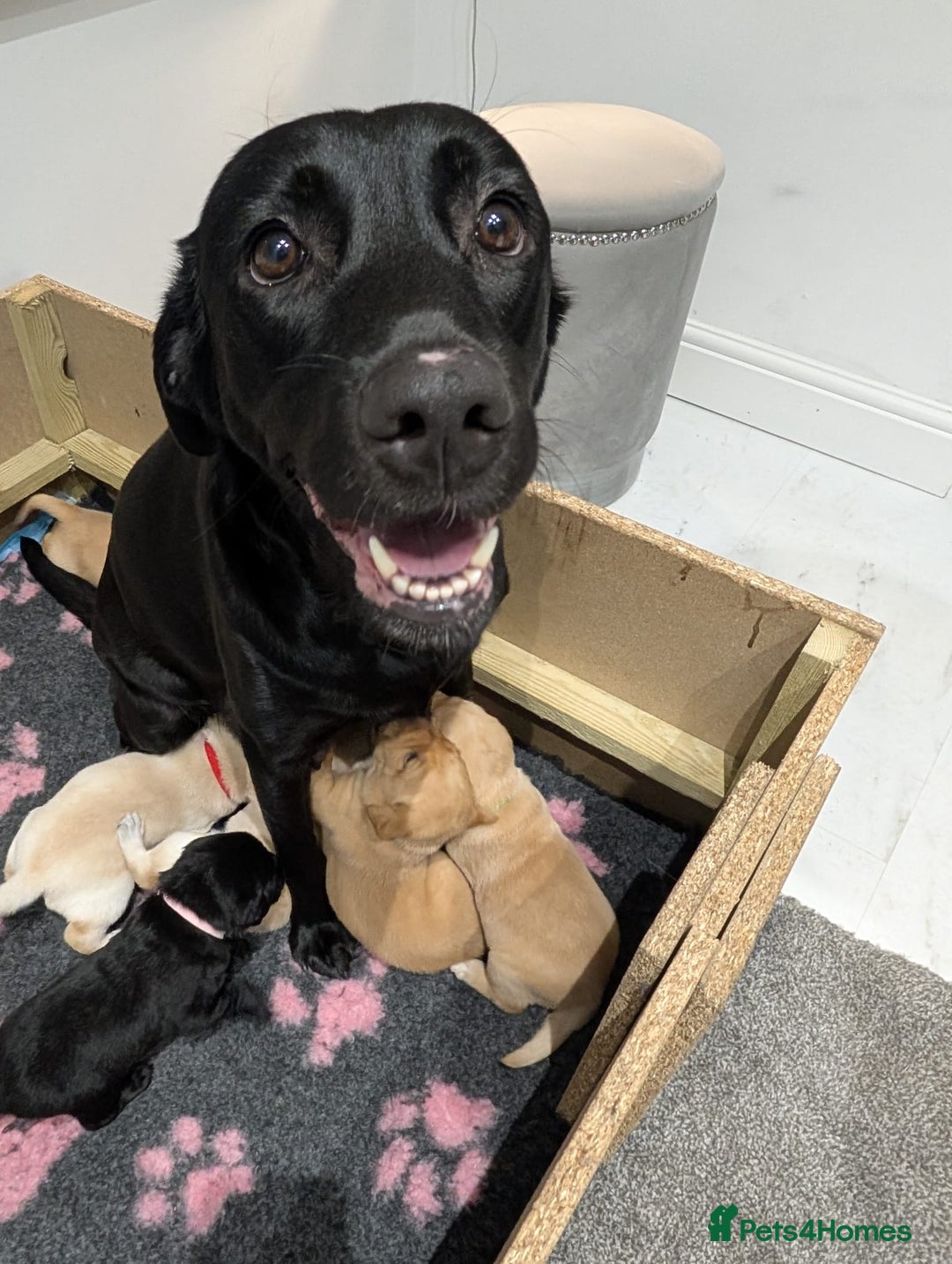 Labrador Retriever dogs for sale: Beautiful Labrador puppys  - Image 5