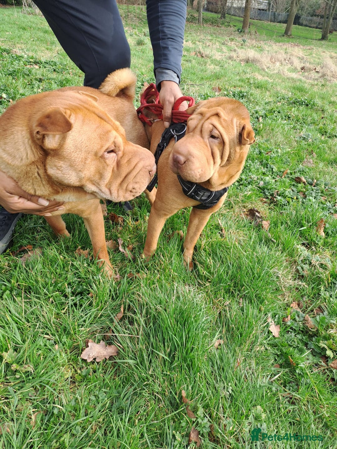 Shar Pei dogs for sale: Shar pei puppies 3 months old  - Advert 5