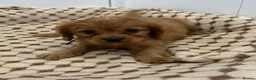 Cavapoo dogs for sale: F1 cavapoo 2 boys left REDUCED - Advert 4