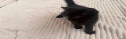 Mixed Breed cats for sale: Black kittens - Advert 9