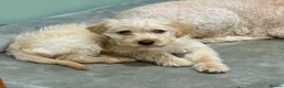 Labradoodle dogs for sale: Miniature Labradoodle from experienced breeder  - Advert 2