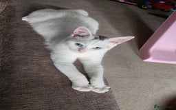 Turkish Angora cats for sale: Meet Gato looking for forever home. - Image 3