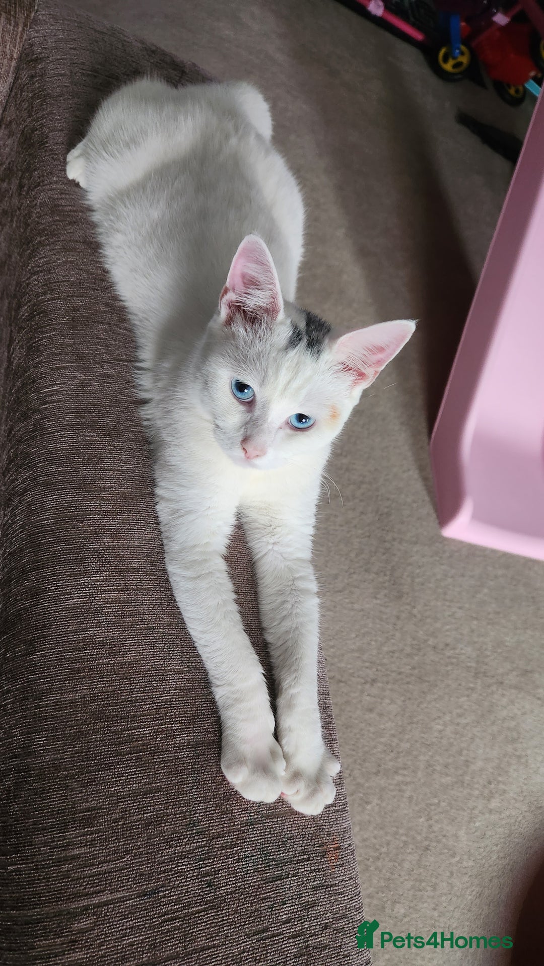 Turkish Angora cats for sale: Meet Gato looking for forever home. - Image 3