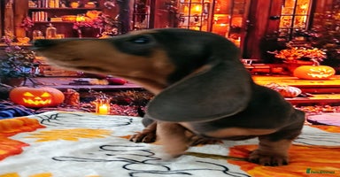 Dachshund dogs - Advert 1
