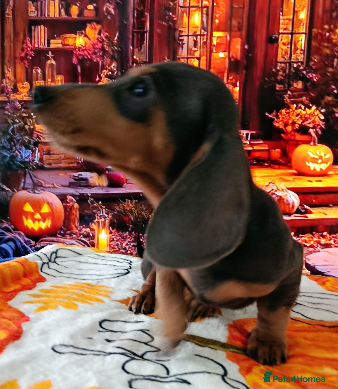 Dachshund dogs for sale: READY NOW STANDARD PRA CLR KC REG MANY CHAMPS - Image 4